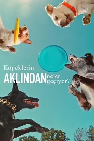 Köpeklerin Aklından Neler Geçiyor? 2024 Full HD Türkçe Dublaj Film İzle